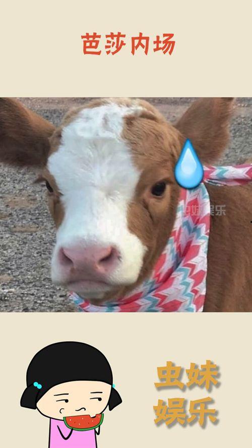 抖音娱乐吃瓜君怎么了,真相与争议